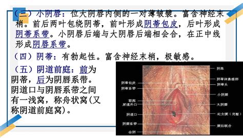 白虎阴唇|女人二十种外阴照片：女人外阴的形状照片与生理知识…